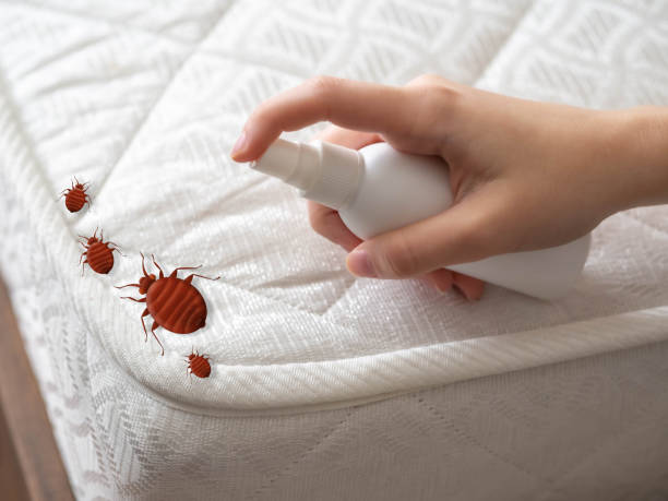 Best Termite Control Services  in Knoxville, TN